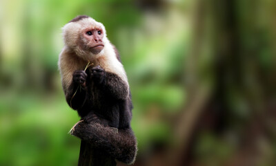 Golden-bellied Capuchin – Endangered Primate with Striking Yellow Fur from Brazil’s Atlantic Forest