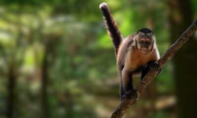 Golden-bellied Capuchin – Endangered Primate with Striking Yellow Fur from Brazil’s Atlantic Forest