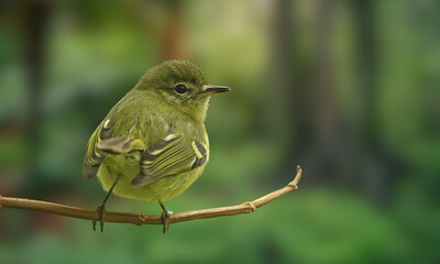 Bahia Tyrannulet – Elusive Endemic Songbird from Brazil’s Atlantic Forest