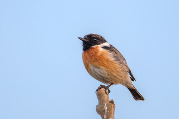 Schwarzkehlchen auf einem Ast
