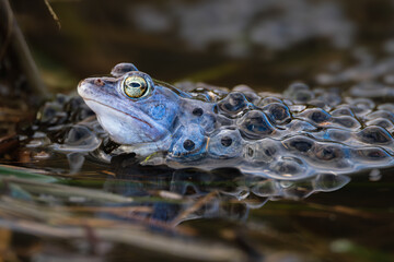 Moorfrosch mit Laich