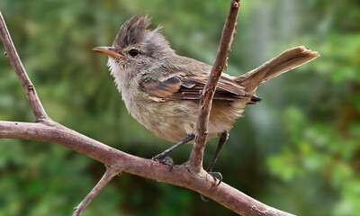 Bahia Tyrannulet – Elusive Endemic Songbird from Brazil’s Atlantic Forest