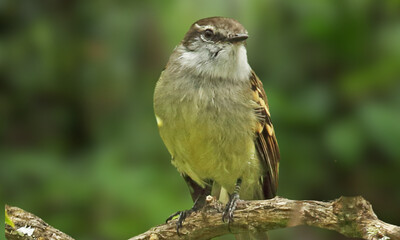 Bahia Tyrannulet – Elusive Endemic Songbird from Brazil’s Atlantic Forest