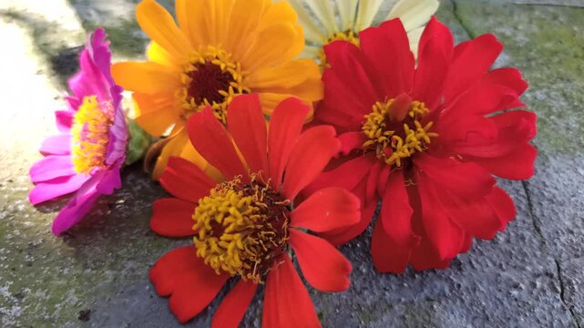 colorful zinnia flower