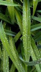 Leaves in the morning dew