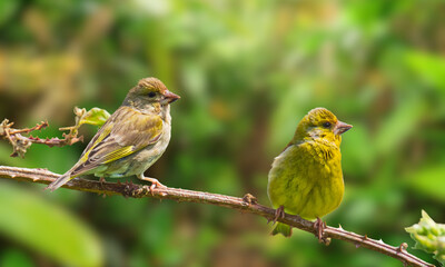 Bahia Tyrannulet – Elusive Endemic Songbird from Brazil’s Atlantic Forest