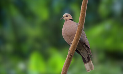 Blue-eyed Ground Dove – Critically Endangered Dove with Striking Blue Eyes from Brazil