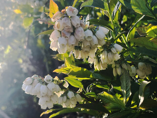 Blooming Blueberry Plant Branch with White Flowers and Green Leaves in Springtime