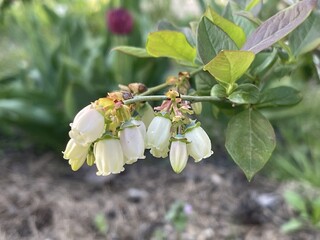 Delicate Blueberry Flowers Blooming in Spring Garden with Green Foliage