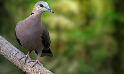 Blue-eyed Ground Dove – Critically Endangered Dove with Striking Blue Eyes from Brazil