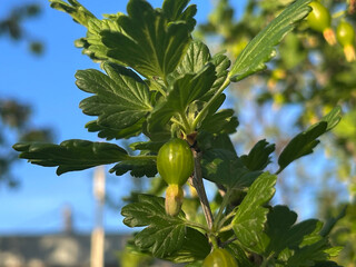 Green Gooseberry Fruit Ripening on a Branch with Leaves Against Blue Sky