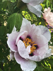 Close-up of a Beautiful Pink and White Peony Flower in Bloom with Green Foliage