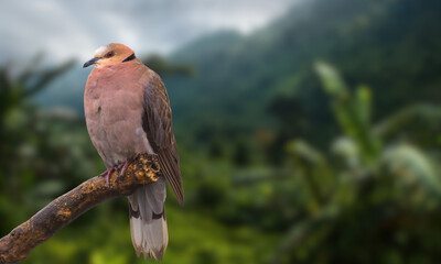 Blue-eyed Ground Dove – Critically Endangered Dove with Striking Blue Eyes from Brazil