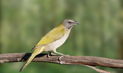 Buff-throated Purpletuft – Rare Atlantic Forest Bird with Delicate Plumage from Brazil
