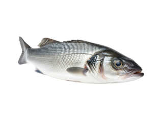 Whole Fresh Sea Bass Fish Isolated on White Background – Raw Seafood Top View for Culinary Use