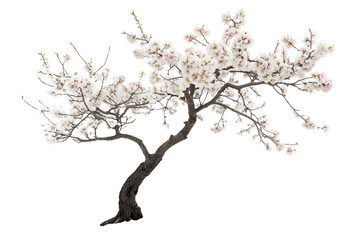 Fototapeta premium Vector tree silhouette with pink spring blossoms and green leaves