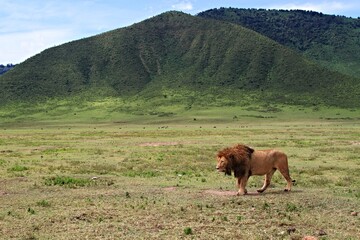 Male lion walking in Ngorongoro crater 