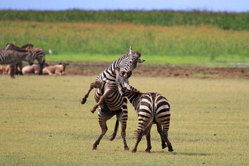 zebras fight in national park in tanzania africa