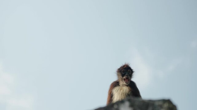 A spider monkey vocalizes intensely from the top of a Mayan temple in Tikal, silhouetted against the soft morning sky.