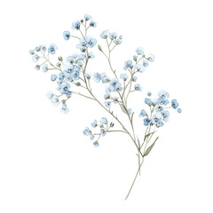 vector floral background ,Watercolor Clipart, Illustration, Transparent Background