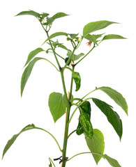 plant of Bell pepper
