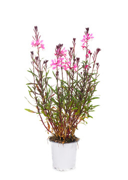 gaura in studio