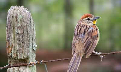 Hoary-throated Spinetail – Critically Endangered Forest Bird Native to the Amazon Basin