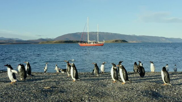 Penguins On Martillo Island With A Sailboat In Beagle Channel Near Ushuaia, Argentina. Wide Shot