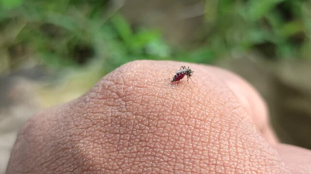 aedes aegypti mosquito on the surface of the skin
