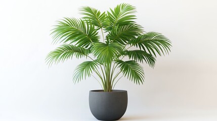 Fototapeta premium Lush green plant in a modern pot on a white isolated background.