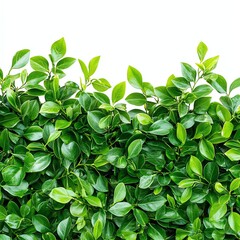 Fototapeta premium Green leaves background, fresh and vibrant foliage, isolated on white.