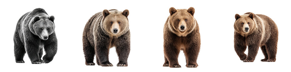 Fototapeta premium Four bears of varying sizes and colors standing in a natural forested environment showcasing the diversity of bear species