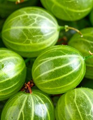 Fresh lush green gooseberry