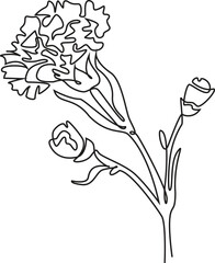 Continuous one line Whispers of Spring, Carnation's Gentle Beauty, Vector Illustration.