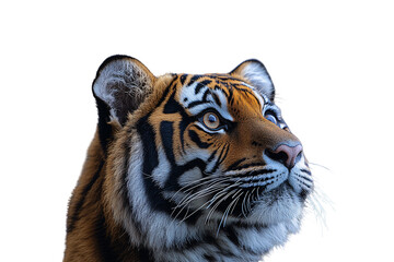 Obraz premium Tiger's head with orange and black striped fur, alert eyes gazing upward, isolated on a transparent background