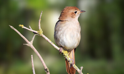 Hoary-throated Spinetail – Critically Endangered Forest Bird Native to the Amazon Basin