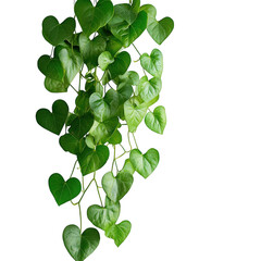 Heartleaf philodendron vine isolated on transparent background
