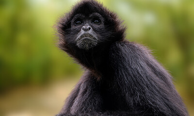 White-bellied Spider Monkey – Agile Primate of South American Rainforests with Distinctive White Chest