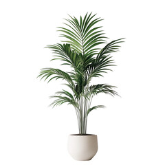 Palm tree in pot, green leaves isolated on transparent background