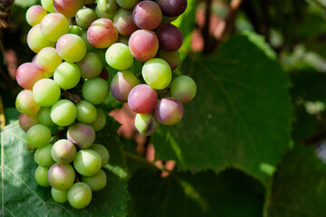 Bunch of green grapes close-up