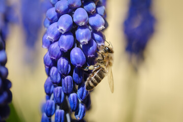 Blue grape hyacinth flower with a bee