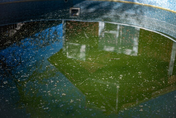 dirt and dead insects outdoor pool