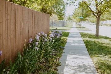 Purple and Yellow Irises Along Side Fence and Sidewalk in Mid-Day Sun