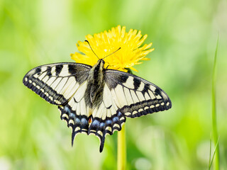 Papilio machaon, the Old World swallowtail, also known as the common yellow swallowtail