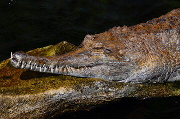 crocodile in the water