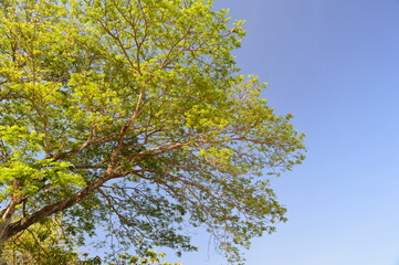 green leaves against blue sky