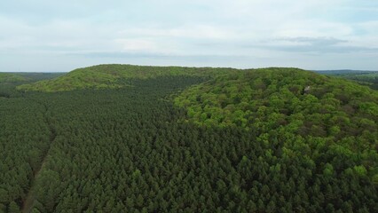 Spring forest landscape with tree canopy