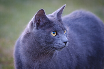 Gray domestic cat with yellow eyes