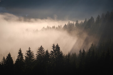Slovenian dark forest in morning fog