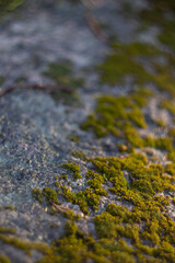 Golden sunlight on moss and dew-covered stone in northern wilderness